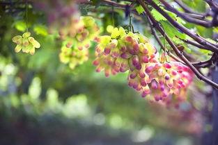 网红吃葡萄瓜,口感与颜值并存，网友直呼过瘾！