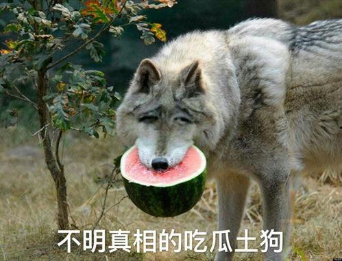 吃瓜狼推理管,揭秘神秘事件的背后真相