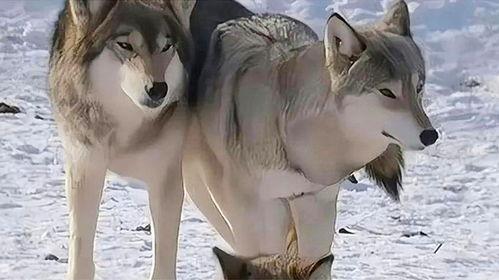 吃瓜狼推理管,揭秘神秘事件的背后真相