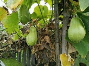 吃土耳瓜,探寻土耳其瓜的独特风味与营养价值