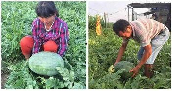 湖南株洲新娘吃瓜事件,婚礼现场意外插曲引发网友热议