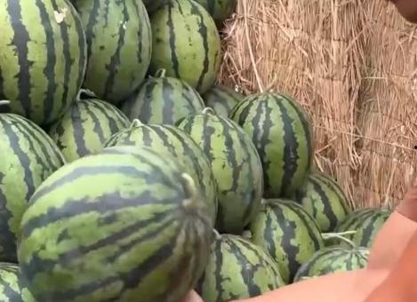 吃的瓜怎么变成瓜种,瓜子的奇妙蜕变之旅