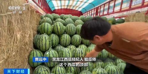 独山子吃瓜,瓜果飘香，品味田园生活