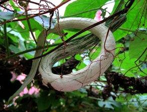 小巷人吃蛇瓜,人吃蛇瓜的神秘传说