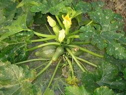 北方角瓜怎么吃,北方角瓜的多样食法探索