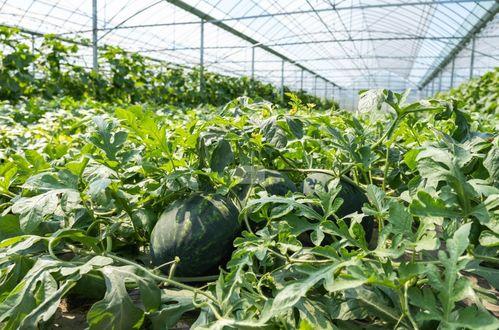 农村夏日吃瓜,农村夏日吃瓜习俗探秘