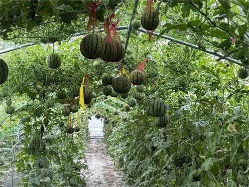 农村夏日吃瓜,农村夏日吃瓜习俗探秘