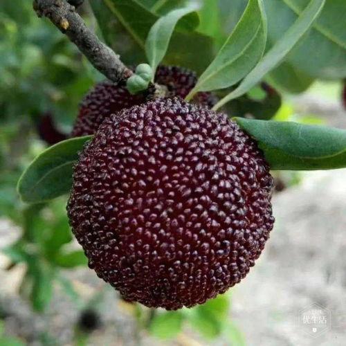 鳗煜大梦吃瓜,揭秘吃瓜背后的娱乐风云