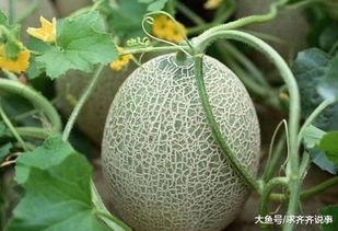 吃鸡可以吃哈密瓜吗,吃鸡时的美味伴侣？