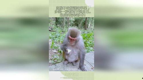 猴子吃瓜文案图片可爱,可爱猴子吃瓜瞬间