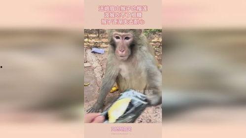 猴子吃瓜文案图片可爱,可爱猴子吃瓜瞬间
