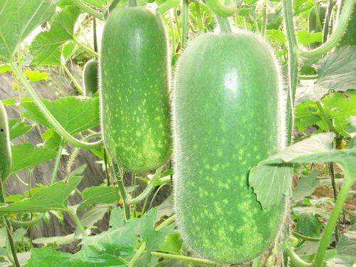 _在线吃瓜图片,在线吃瓜群众的欢乐时光