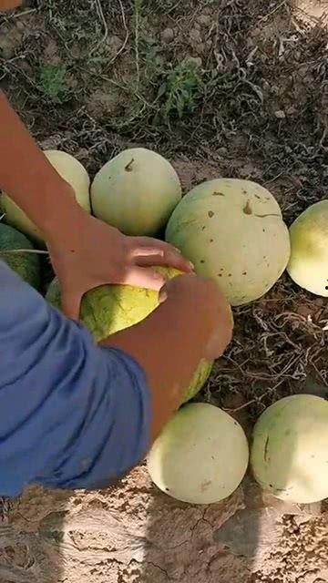 平常吃的瓜有哪种,常见瓜类及其独特生成奥秘