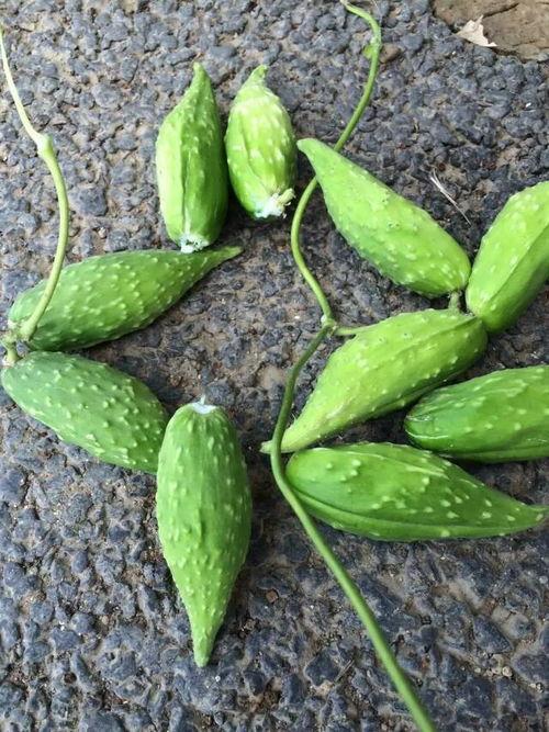 带你吃瓜野生模仿