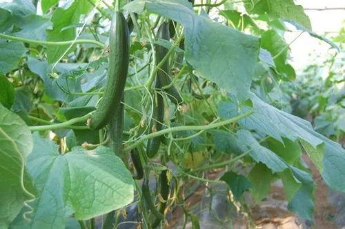 打着吊瓶吃瓜,独特疗愈生活瞬间