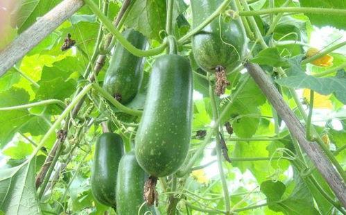 叶宸吃瓜,揭秘娱乐圈背后的那些事儿