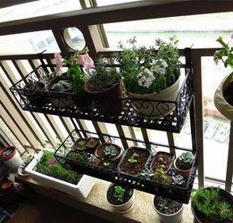 黑科大栏杆吃瓜