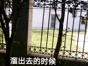 黑科大栏杆吃瓜