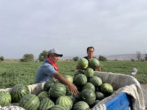 云岩吃瓜,揭秘娱乐圈的甜蜜与苦涩