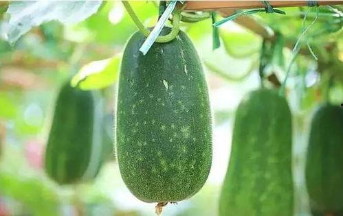 什么瓜可吃,盘点那些可食用的“瓜”类食材